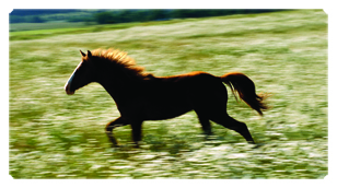 DSC700 340 Gone Riding